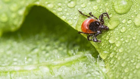 Zecke © Shutterstock