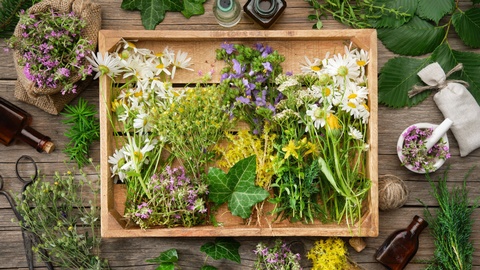 Symbolbild: Verschiedene Heilpflanzen © Shutterstock