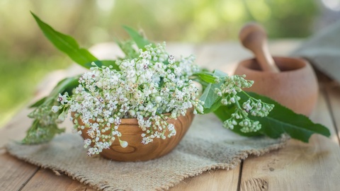 Symbolbild: Die Heilpflanze Baldrian © Shutterstock
