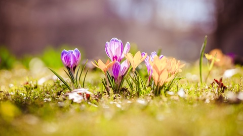 Symbolbild: Frühlingsblumen © Shutterstock