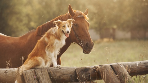 Pferd und Hund © Shutterstock
