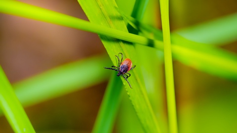 Symbolbild: Eine Zecke im Gras. © Shutterstock