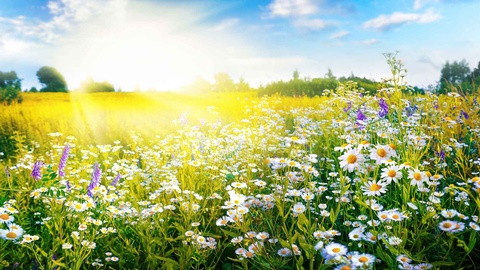 Frühling © shutterstock