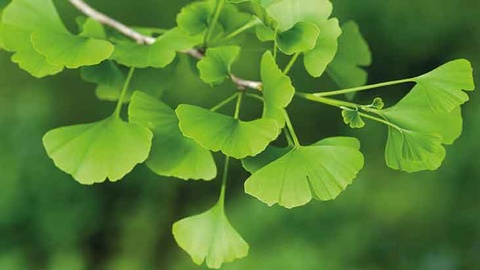 Ginkgo  Pflanze © iStock