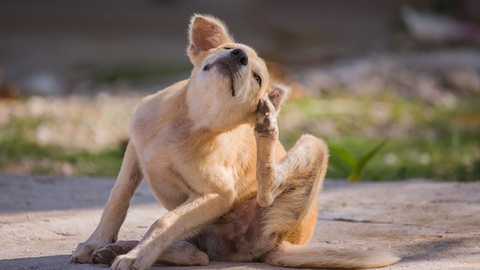 Hund kratzt sich © shutterstock