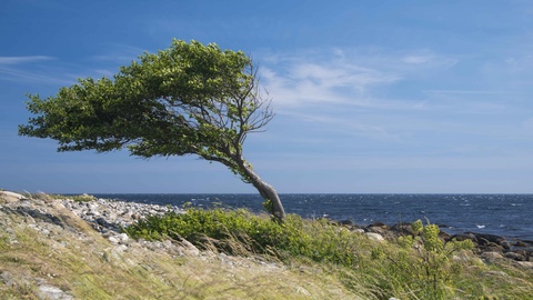 Baum als Symbol für Resilienz © Shutterstock