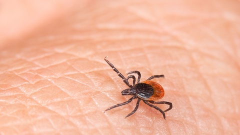 Parasit © Shutterstock