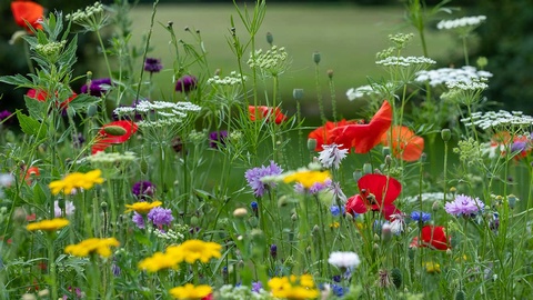 Wildpflanzen © shutterstock