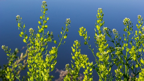 Arzneipflanze © Shutterstock