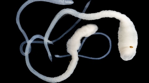 Bandwurm Nahaufnahme © Shutterstock