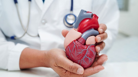 Doktor h&auml;lt Herzskulptur in der Hand. &copy; Shutterstock