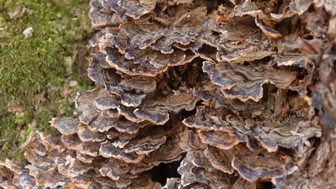 Pilze © Shutterstock