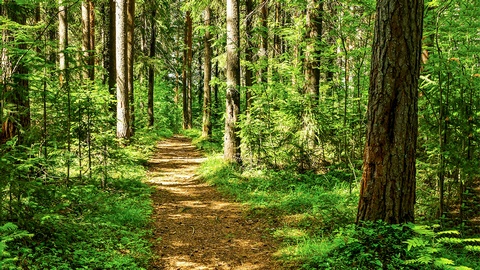 Wald © Shutterstock