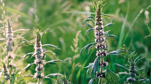 Phyto &copy; iStock