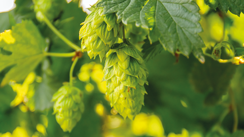 Hopfen &copy; Shutterstock