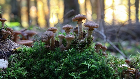 Pilze © Shutterstock