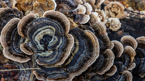 Vitalpilze © Shutterstock