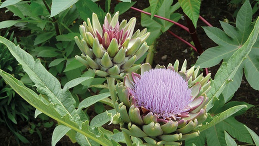 Artischocke © shutterstock