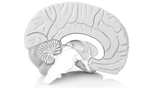 Gehirn © Shutterstock