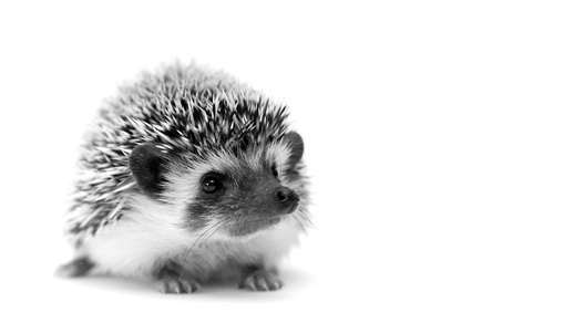 Igel © Shutterstock