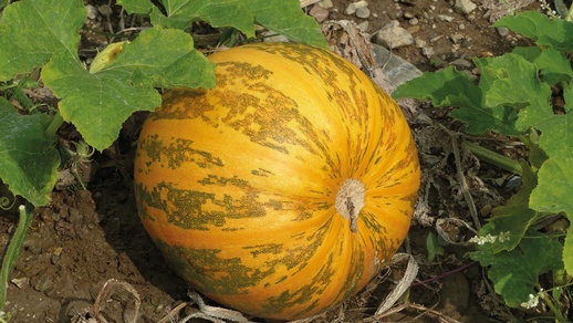 Kürbis © Shutterstock