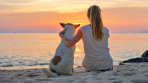 Hund am Strand © Shutterstock