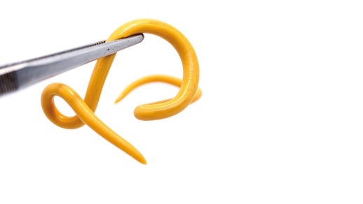 Wurm © Shutterstock