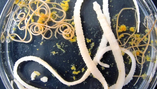 Antihelminthika © Shutterstock