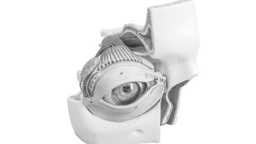 Maschinelles Auge (soll KI darstellen) © Shutterstock