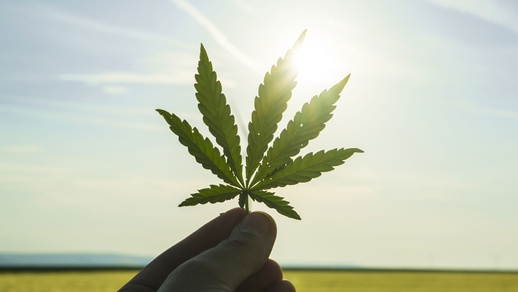 Cannabis-Blatt © Shutterstock