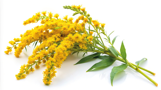 Die leuchtend  gelben Blüten der Riesengoldrute stehen in dichten, endständigen traubigen oder rispigen Blütenständen. © AdobeStock