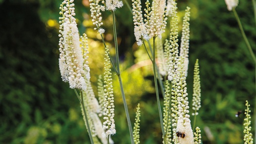 Traubensilberkerze © iStock