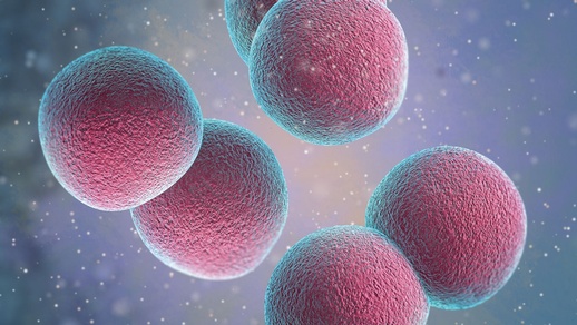 Pneumokokken sind grampositive, fakultativ anaerobe Bakterien, die paarweise angeordnet sind und über eine Kapsel verfügen. Je dicker diese ist, desto virulenter sind die Erreger. © Shutterstock