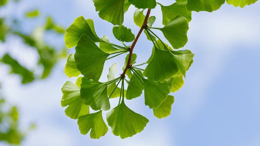 Ginko © Shutterstock