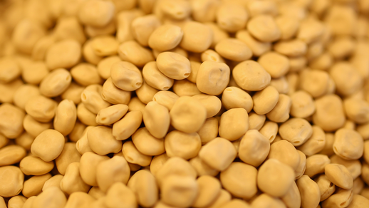 Lupinen © Shutterstock