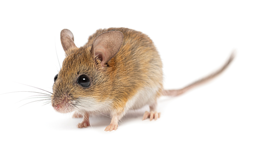 Die Transplantation eines jungen Mikrobioms bei älteren Tieren zeigte verjüngende Effekte. © Shutterstock