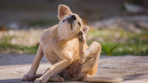 Hund kratzt sich © shutterstock
