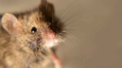 Mäuse © Shutterstock