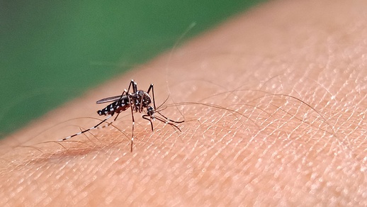 Denguefieber Stechmücke © shutterstock