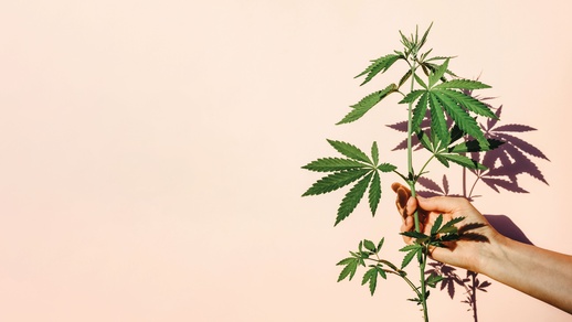 Cannabis-Pflanze © Shutterstock