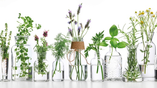 Die intensive Forschung auf dem Gebiet der Phytotherapie liefert immer wieder neue therapeutische Optionen vorhandener Heilpflanzen. © Shutterstock