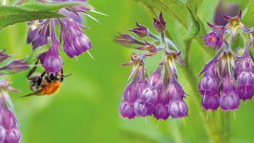 Beinwell © Shutterstock