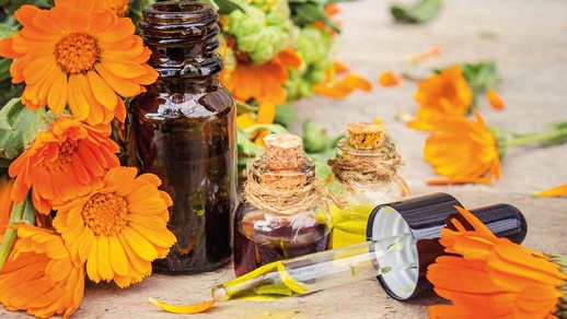In einer klinischen Studie verkürzte ein Ringel­blumenextrakt die Heilungsdauer und beschleunigte die Epithelisierung von akuten Handwunden im Vergleich zu einer nur mit Mineralöl behandelten Kontrollgruppe. © Shutterstock