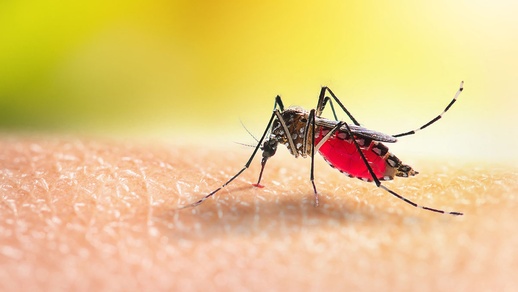 Dengue durch Stechmücke übertragen © shutterstock
