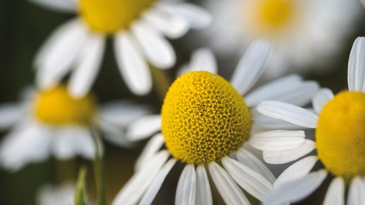 Blütenköpfchen der Kamille © shutterstock