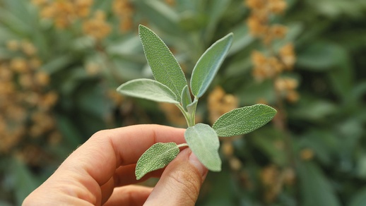 Arzneipflanze © Shutterstock