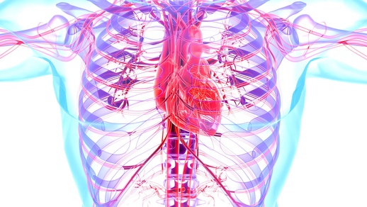 Herz Kreislauf © Shutterstock