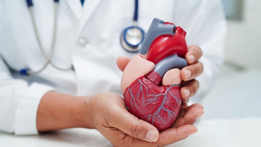 Doktor hält Herzskulptur in der Hand. © Shutterstock