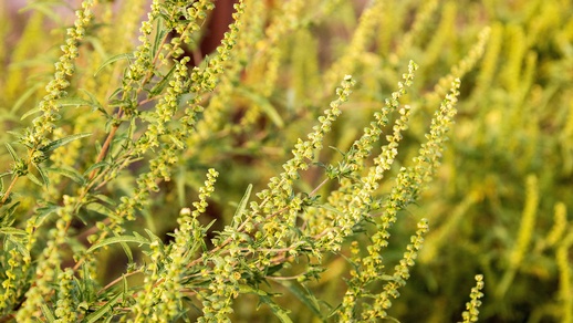 Ragweed © Shutterstock