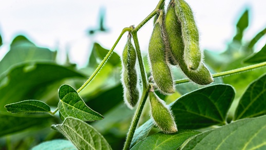 Soybean Crop in Brazil © Shutterstock